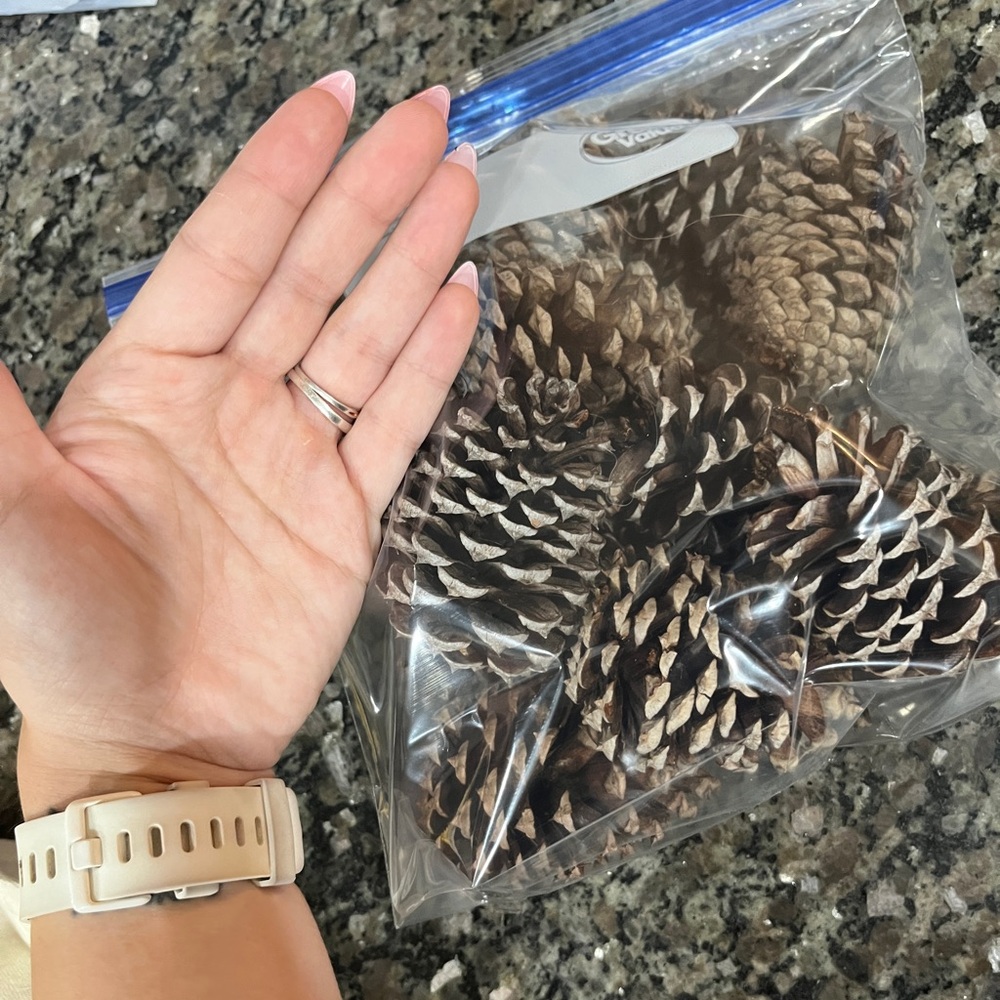 Fresh Pinecones! - Picture 3 of 4